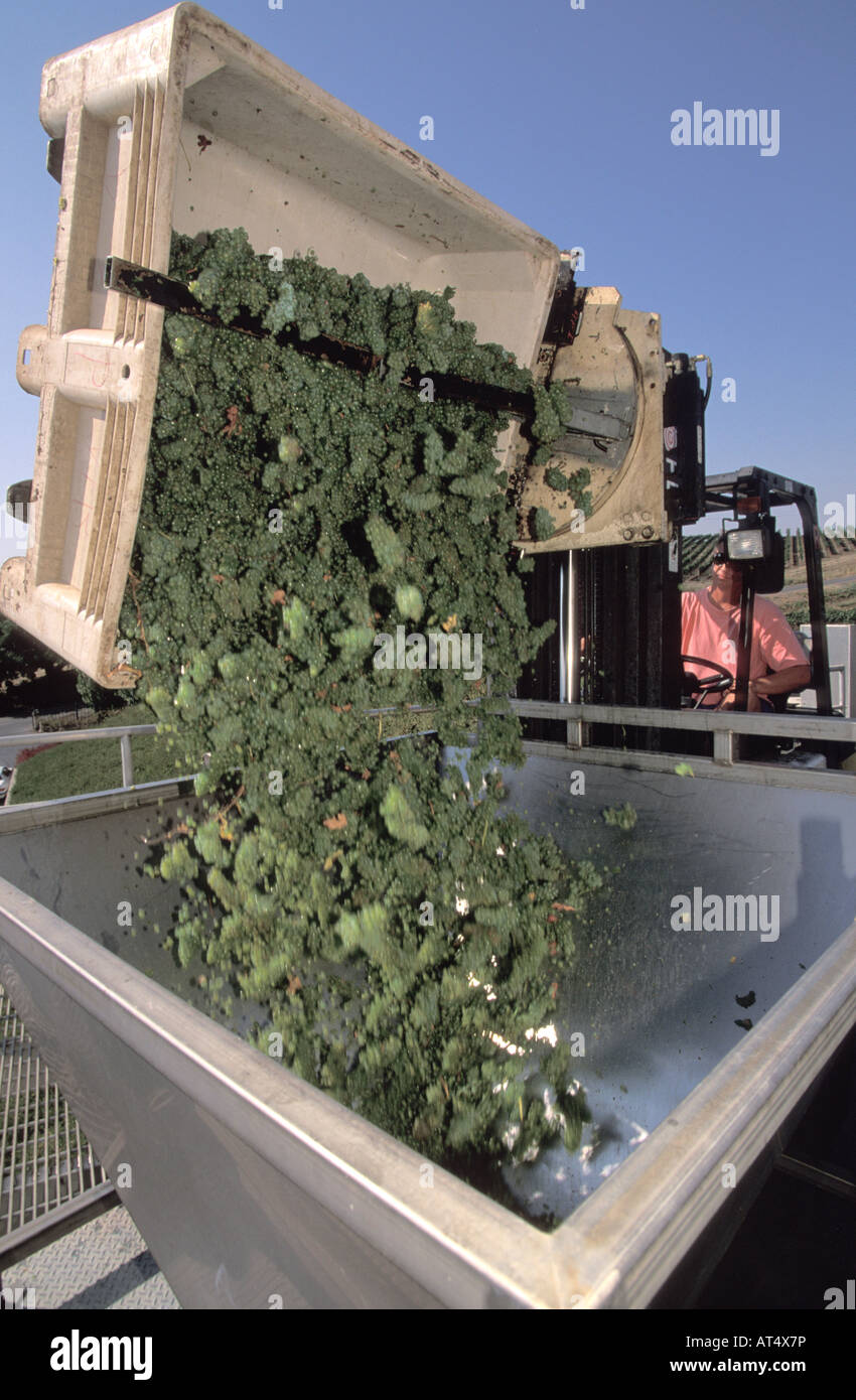 Lo Chardonnay raccolto in Los Carneros Napa California Foto Stock