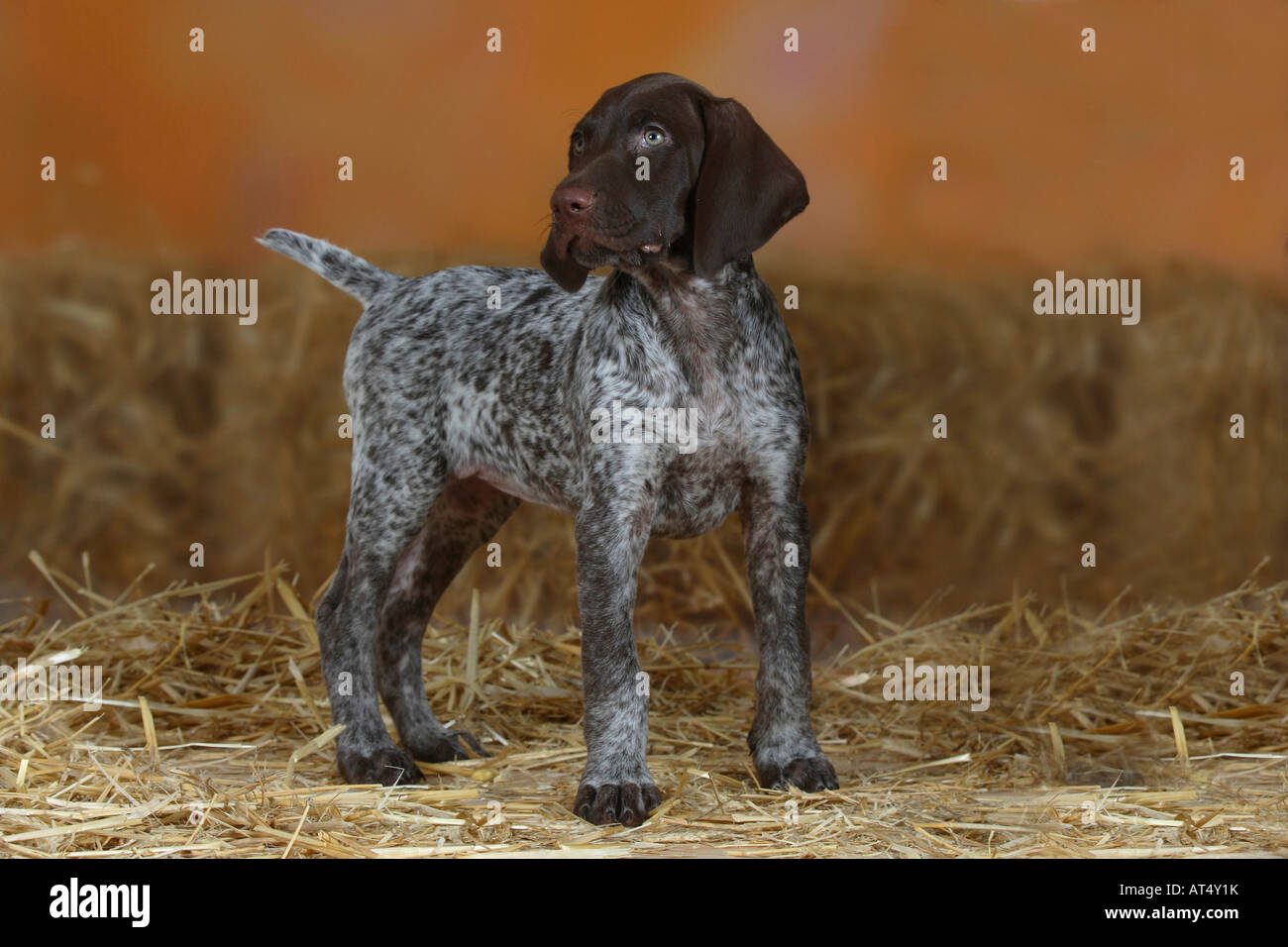 Il tedesco Shorthaired puntatore cucciolo di 9 settimane Foto Stock