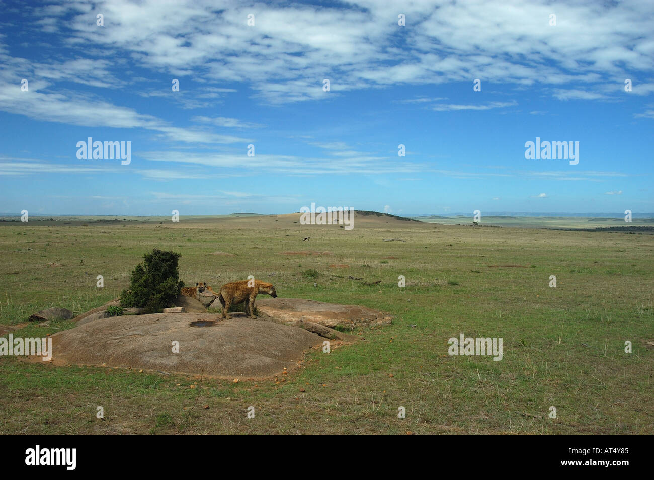 Brown Hyaenas Hyaena brunnea a loro den Masaii Mara Kenya Foto Stock