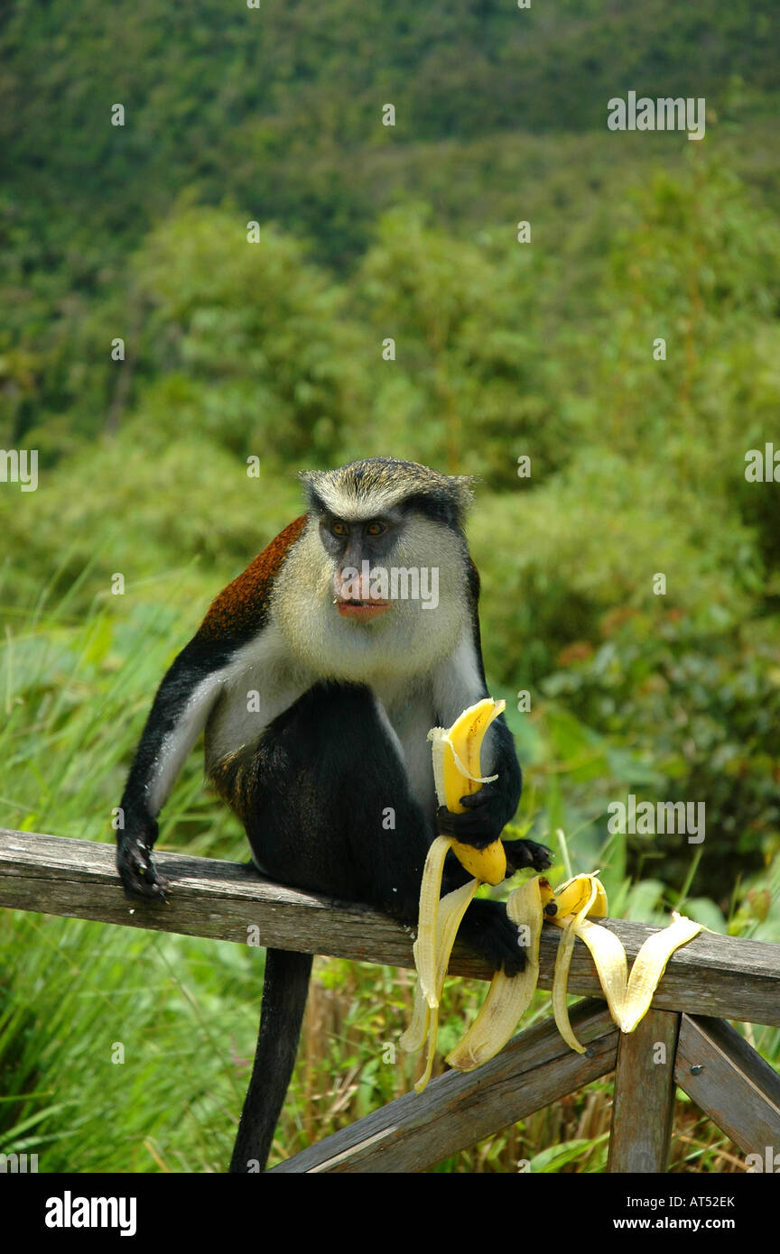 Mona monkey mangiare una banana al parco nazionale Grand Etang Grenada Foto Stock