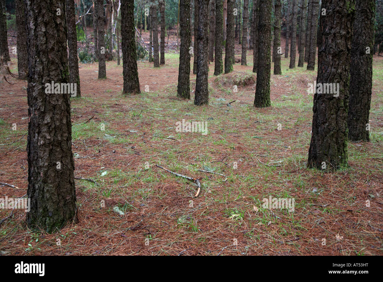 Alberi di pino boschi vicino a monte de la Esperanza Tenerife Canarie Spagna Foto Stock