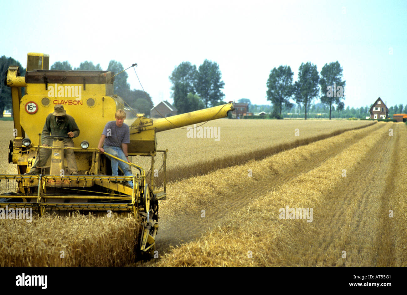 Raccolti di grano raccolto di cereale crescente macchina di trebbiatura Foto Stock