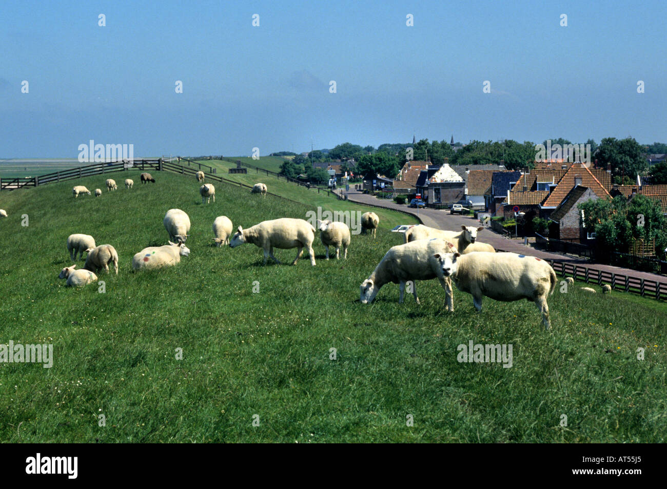 Paesi Bassi Friesland Fryslan pecore hindelopen Foto Stock