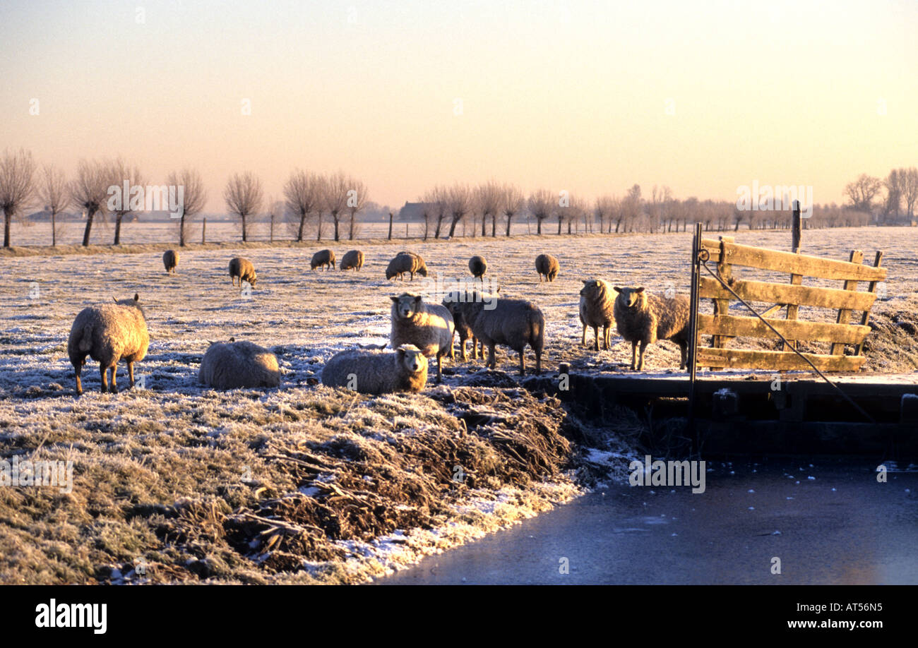 Neve invernale pecore Pecore Paesi Bassi Olanda olandese Foto Stock