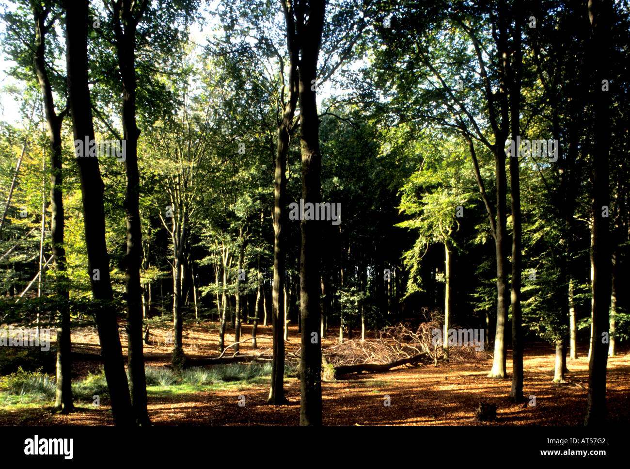 Veluwe foresta di legno Foto Stock