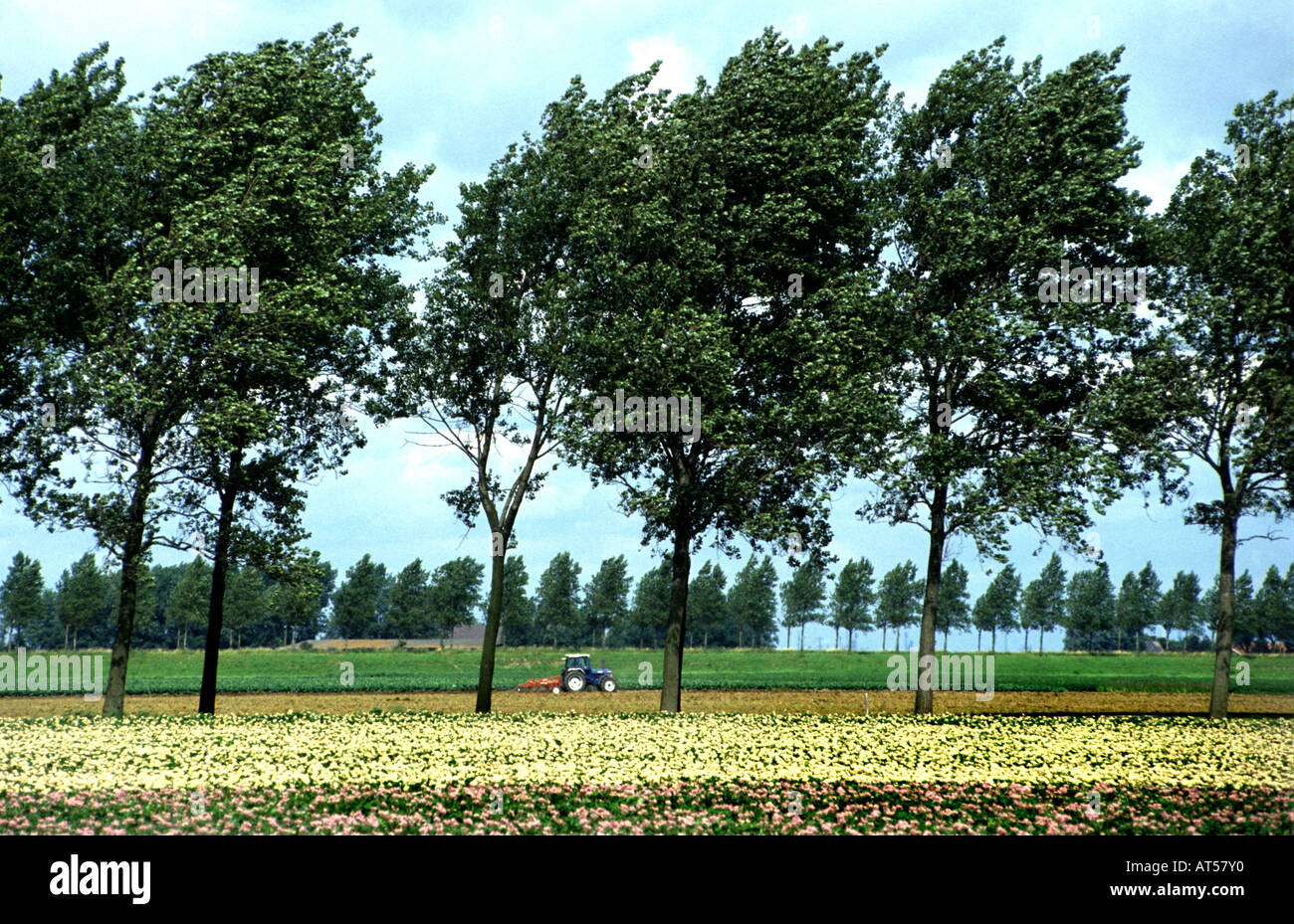 Zeeland sealand fiori bianchi alberi ad albero Foto Stock