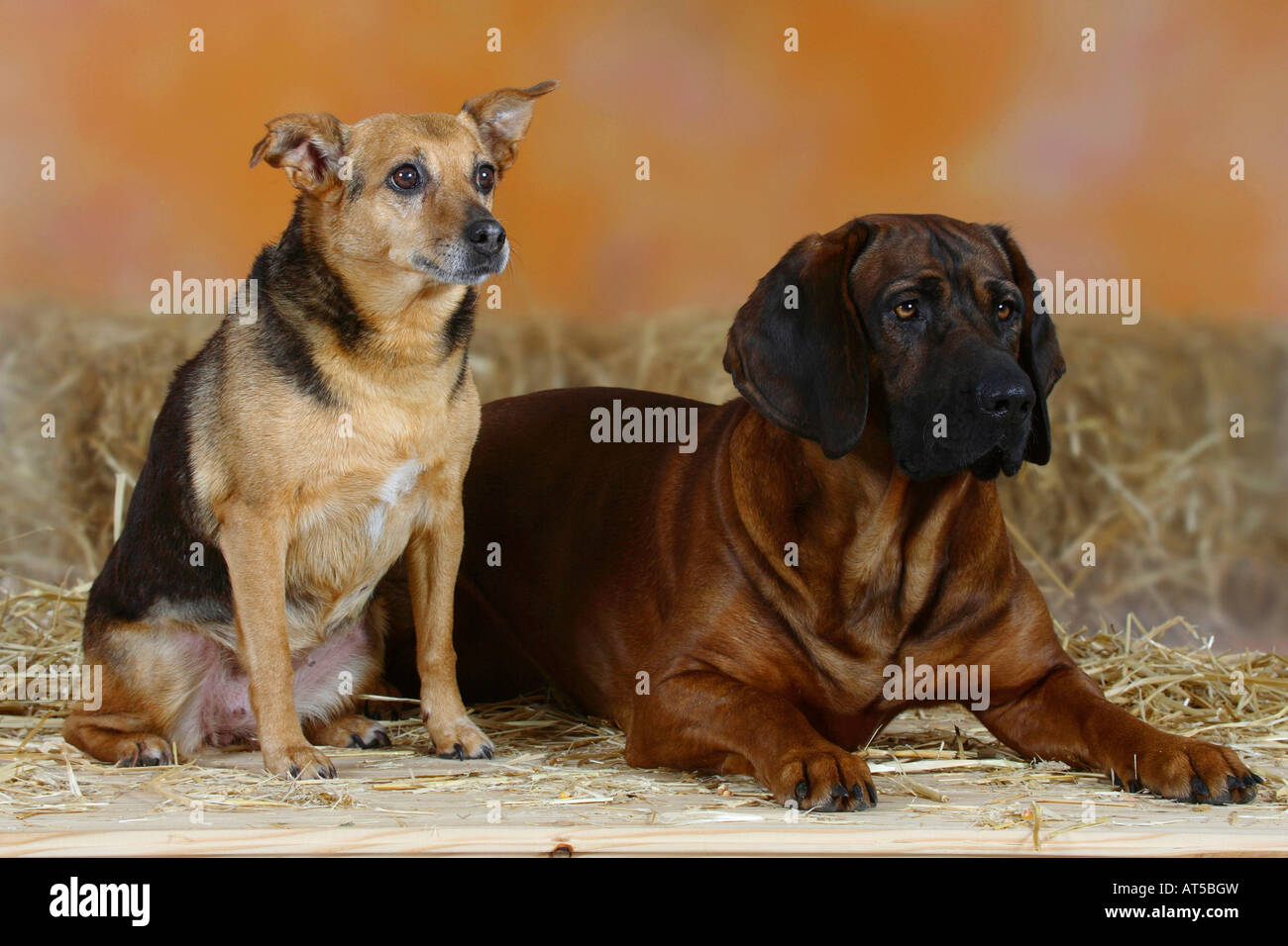 Il tedesco caccia Terrier e Hanoverian Scenthound Foto Stock