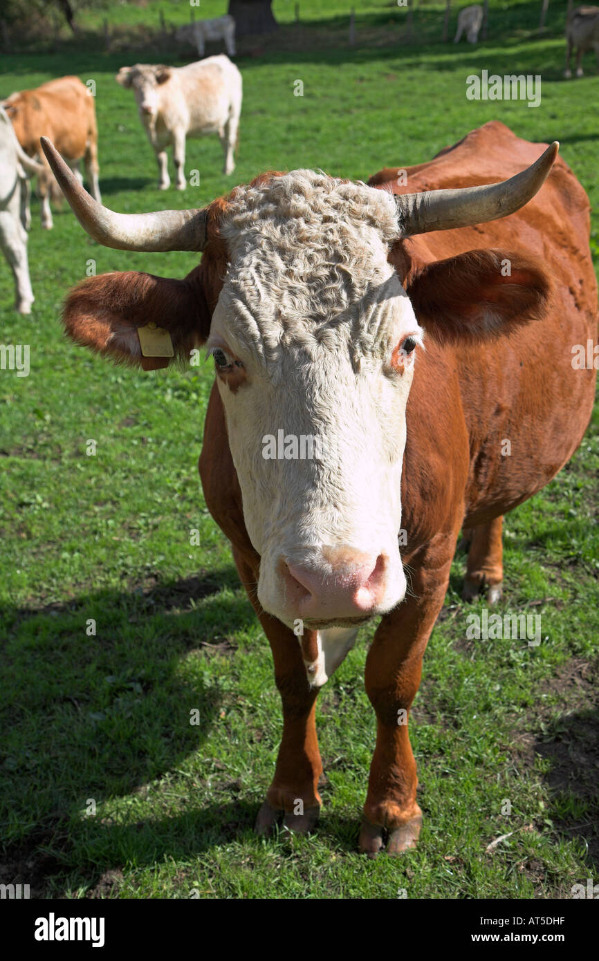 Hereford sterzare faccia con le corna in un campo Foto Stock