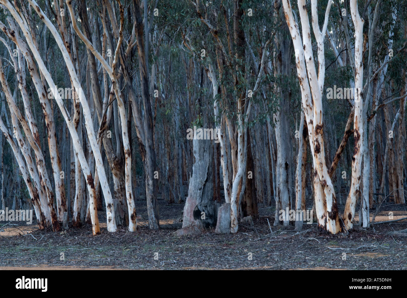 I trunk di eucalipto al crepuscolo Dryandra Woodland Western Australia Settembre Foto Stock