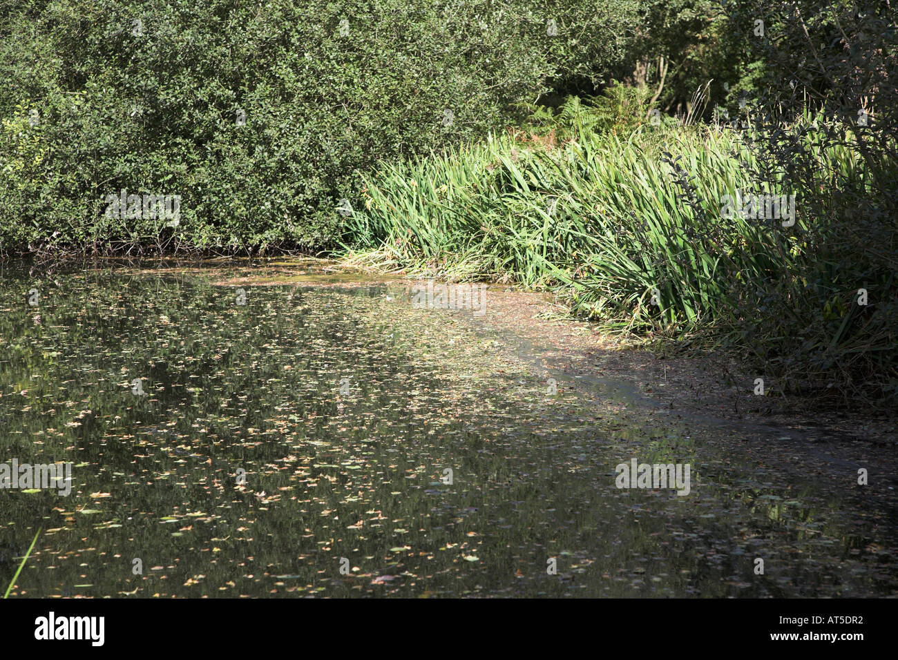Successione ecologica che si verificano attraverso la sedimentazione in corrispondenza del bordo di uno stagno dove le foglie e stagno weed si accumulano in canne Foto Stock