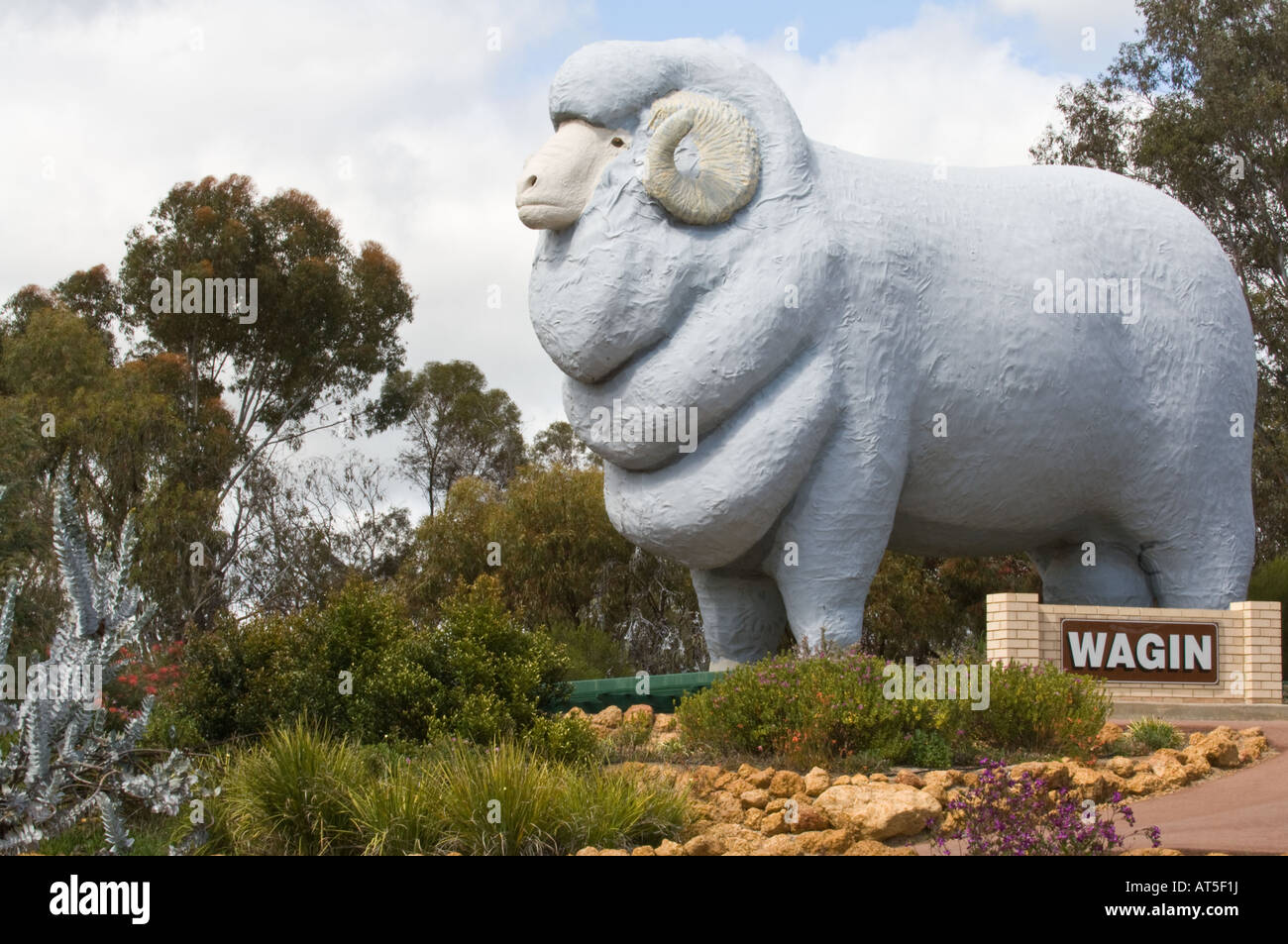 Ram gigante a Wagin Wheatbelt meridionale regione Western Australia, Ottobre Foto Stock