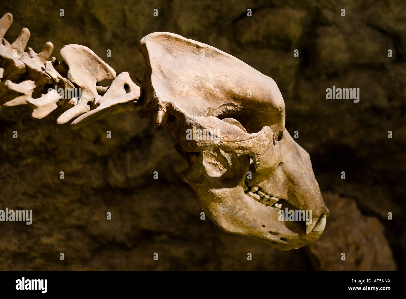 Cranio di una grotta preistorica bear (Ursus spelaeus) che si estinse alla fine dell'ultima glaciazione. Foto Stock