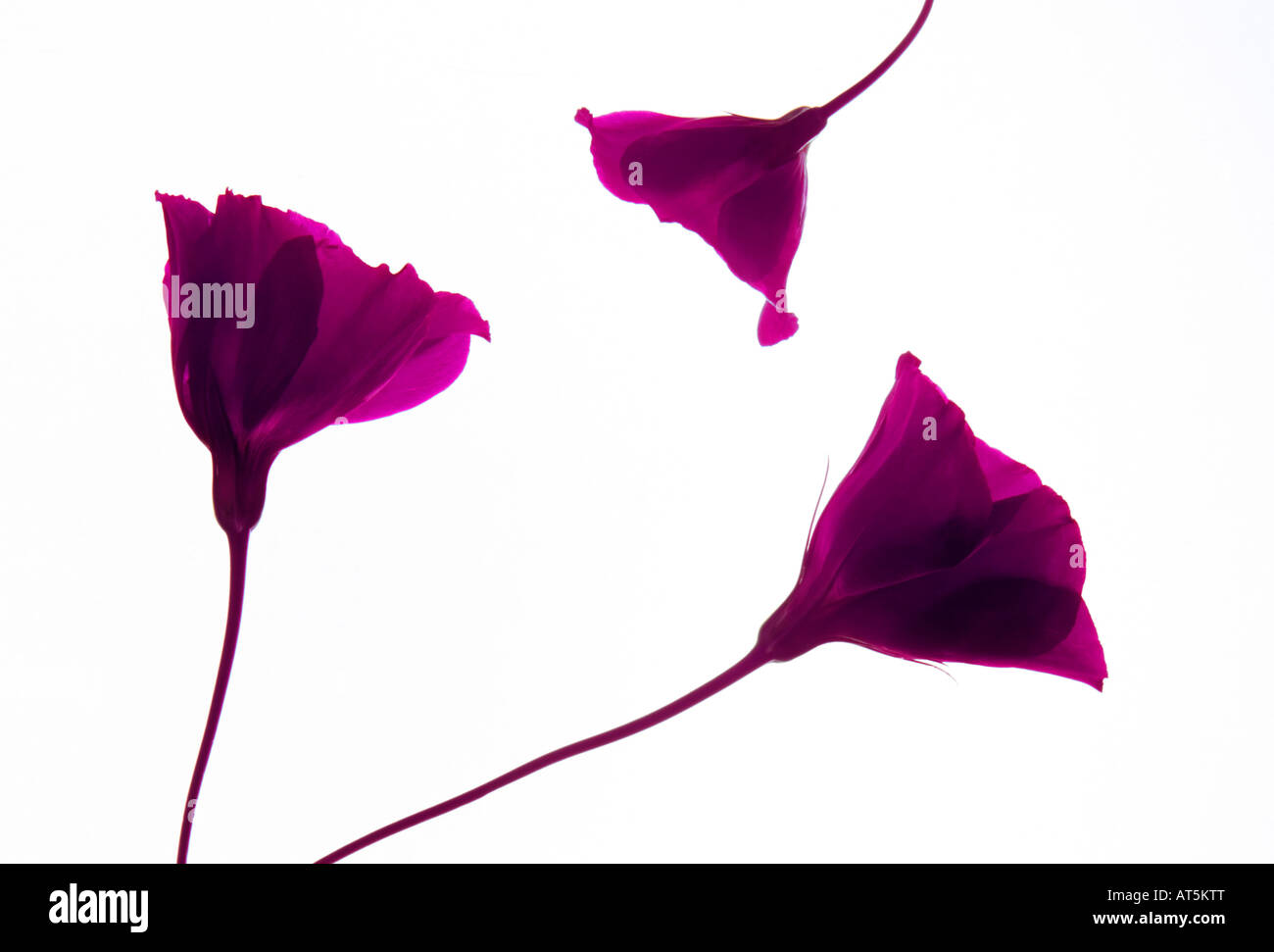 3 Anemoni Magenta Fiori su fondo bianco disposti in un triangolo Foto Stock