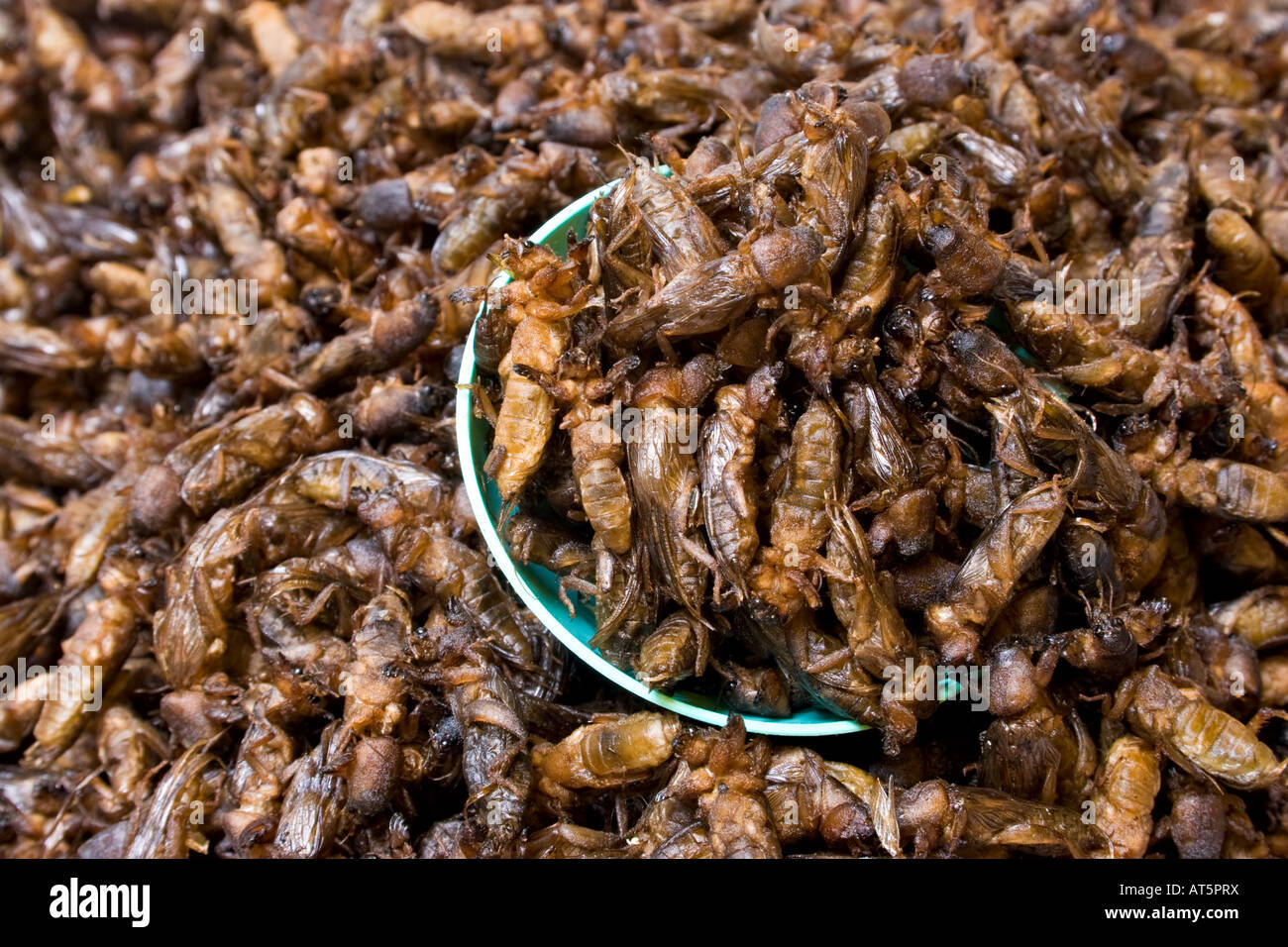 Fritte grilli Foto Stock