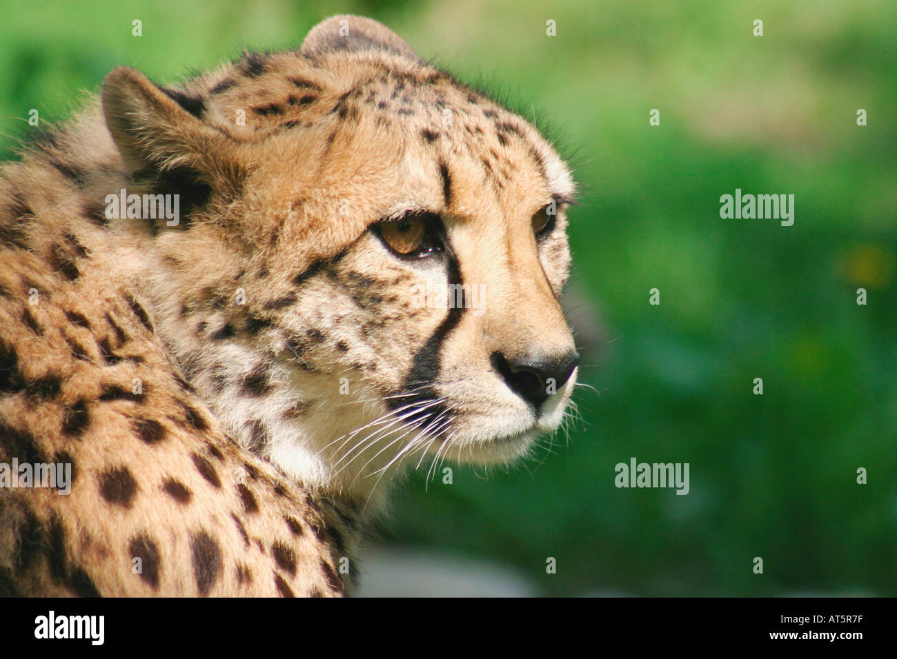 Il Gepard auf Nahrungssuche Foto Stock