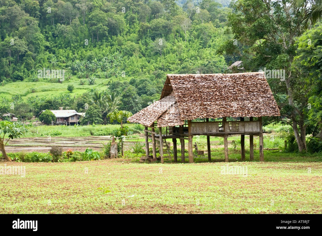 Risaie e giungla della Thailandia Foto Stock