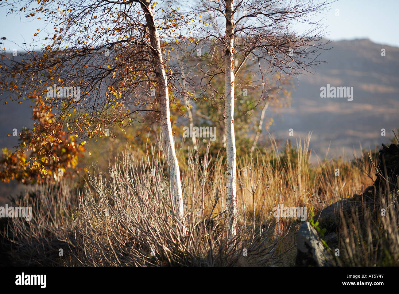 Due alberi in campo nel Parco Nazionale di Killarney, nella contea di Kerry, Repubblica di Irlanda, Europa Foto Stock