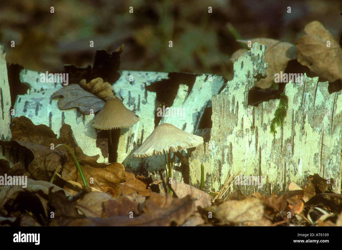 Fate cofani Foto Stock