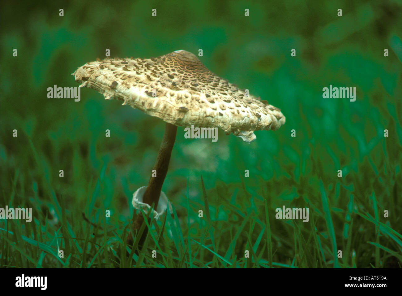 Shaggy Parasol funghi Foto Stock