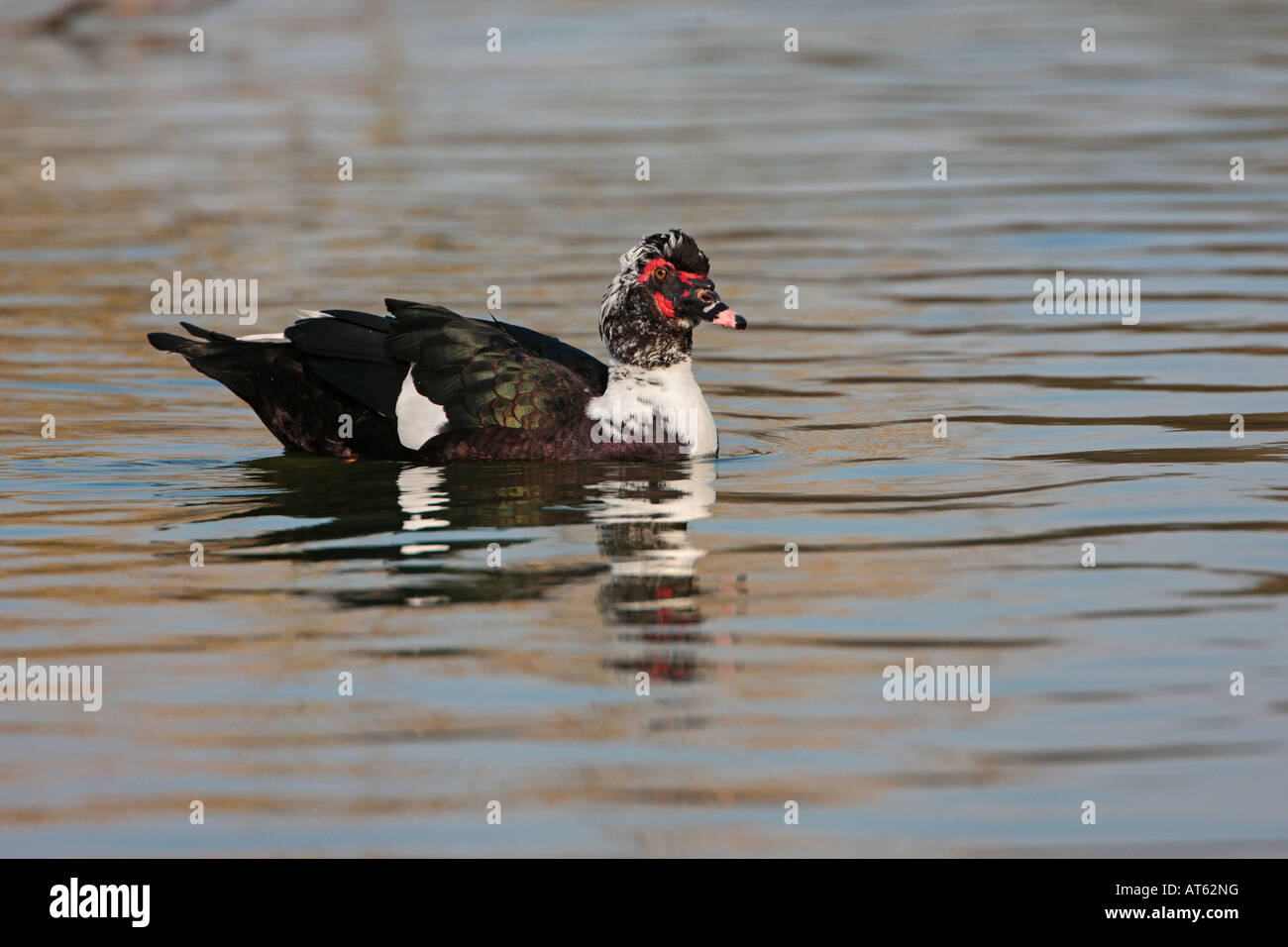 Anatra muta Cairina moschata nuoto Verulamium Park, St Albans Foto Stock