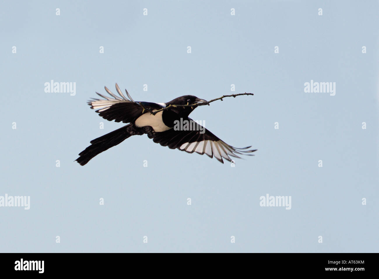 Gazza Pica pica in volo con materiale di nidificazione Verulamium Park di St Albans con un bel cielo blu Foto Stock