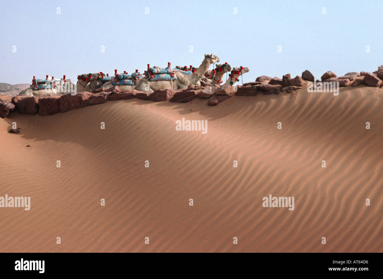 Cammelli nel deserto. wadi al-sebua, nuova sebua, Alto Egitto Egitto. Foto Stock