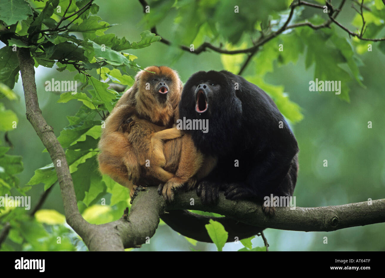 Nero scimmia urlatrice (Alouatta caraya). Famiglia con giovane seduto su un ramo mentre urlando Foto Stock