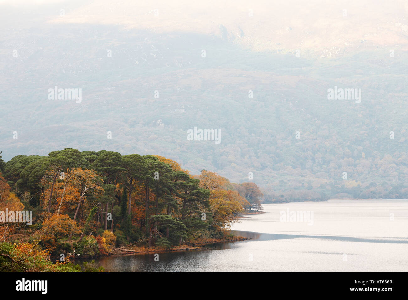 Fila di alberi che crescono da Lough nel Parco Nazionale di Killarney, nella contea di Kerry, Repubblica di Irlanda, Europa Foto Stock