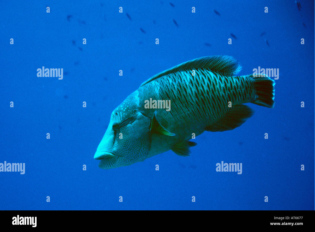 Un pesce napoleone i capretti Cheilinus undulatus Ailinginae Isole Marshall del Pacifico del Nord Foto Stock