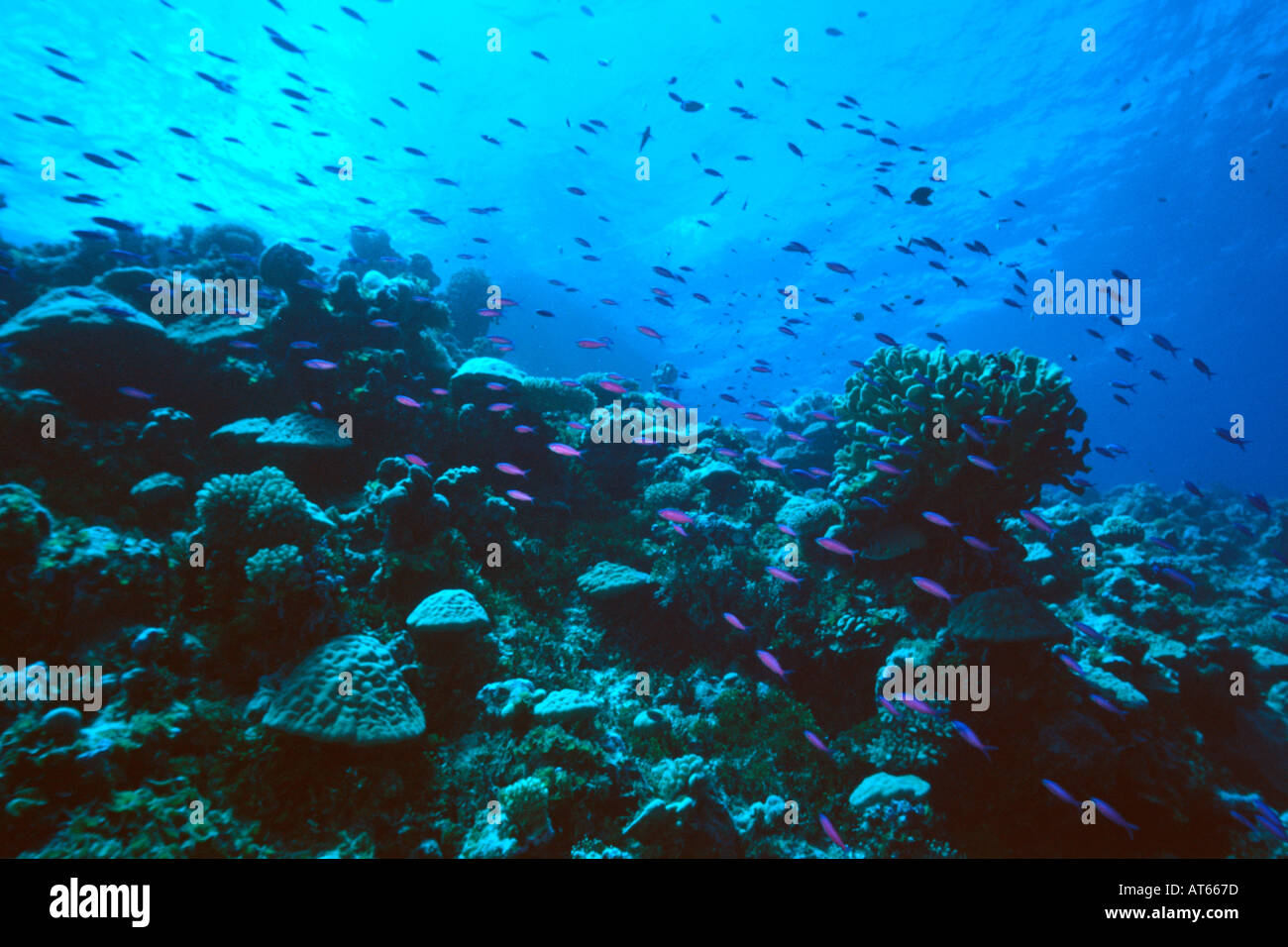 Coral reef e la scolarizzazione anthias Ailinginae Isole Marshall N Pacific Foto Stock