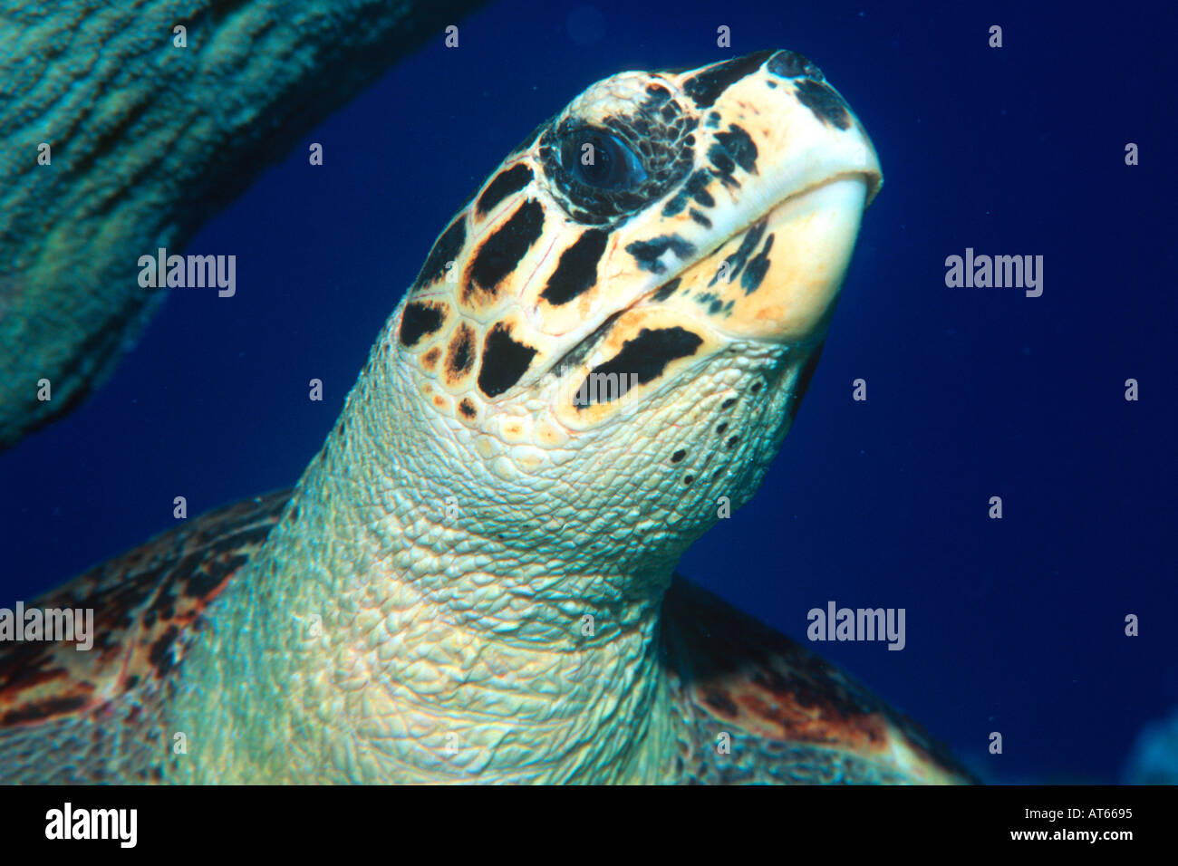 Tartaruga embricata in appoggio sulla testa di reef dettaglio Eretmochelys imbricata Rongelap Isole Marshall del Pacifico del Nord Foto Stock