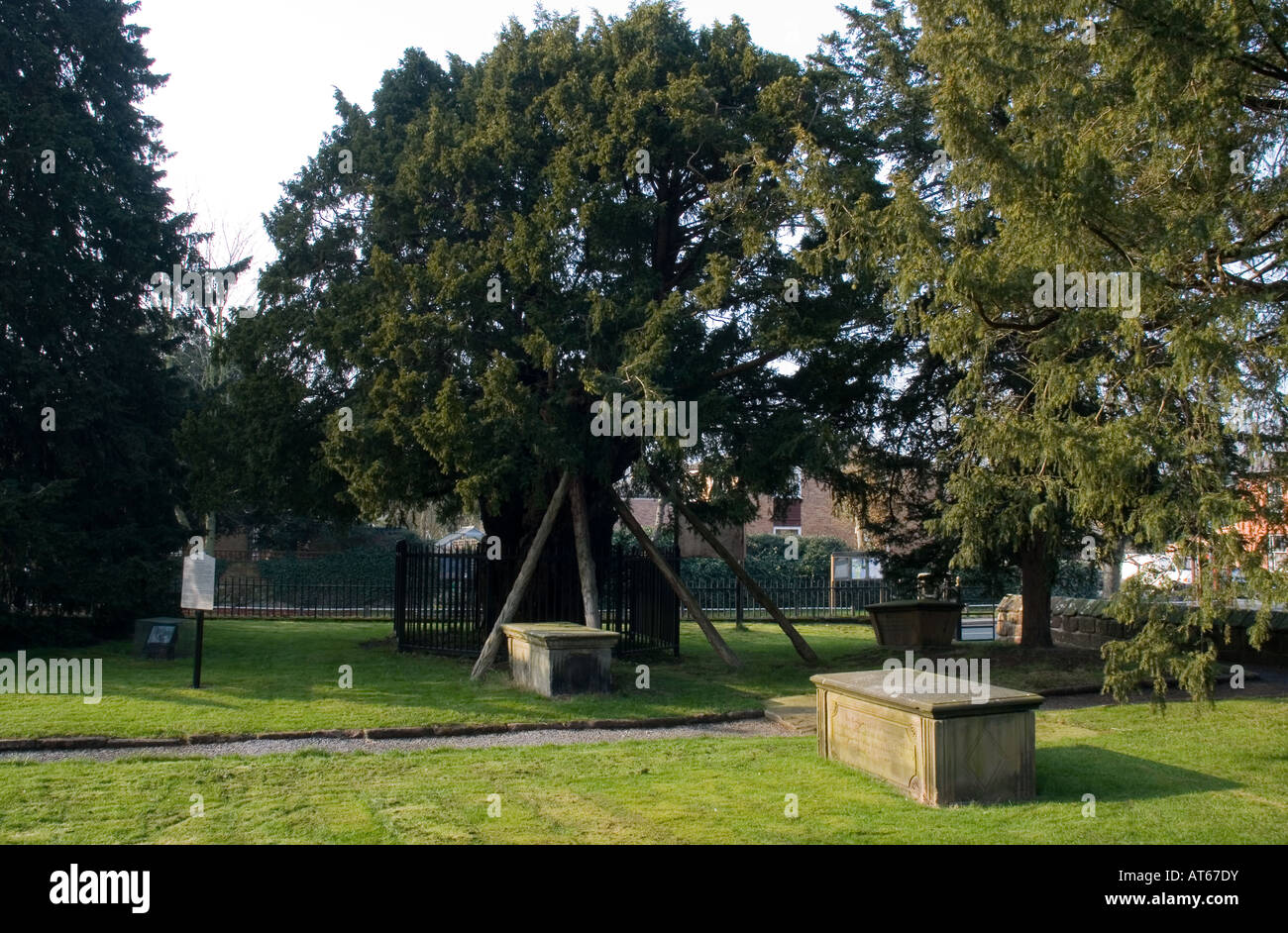 Uno dei più antichi alberi di tasso a Overton in Santa Maria Vergine Chiesa, ripetutamente una delle sette meraviglie del Galles Foto Stock