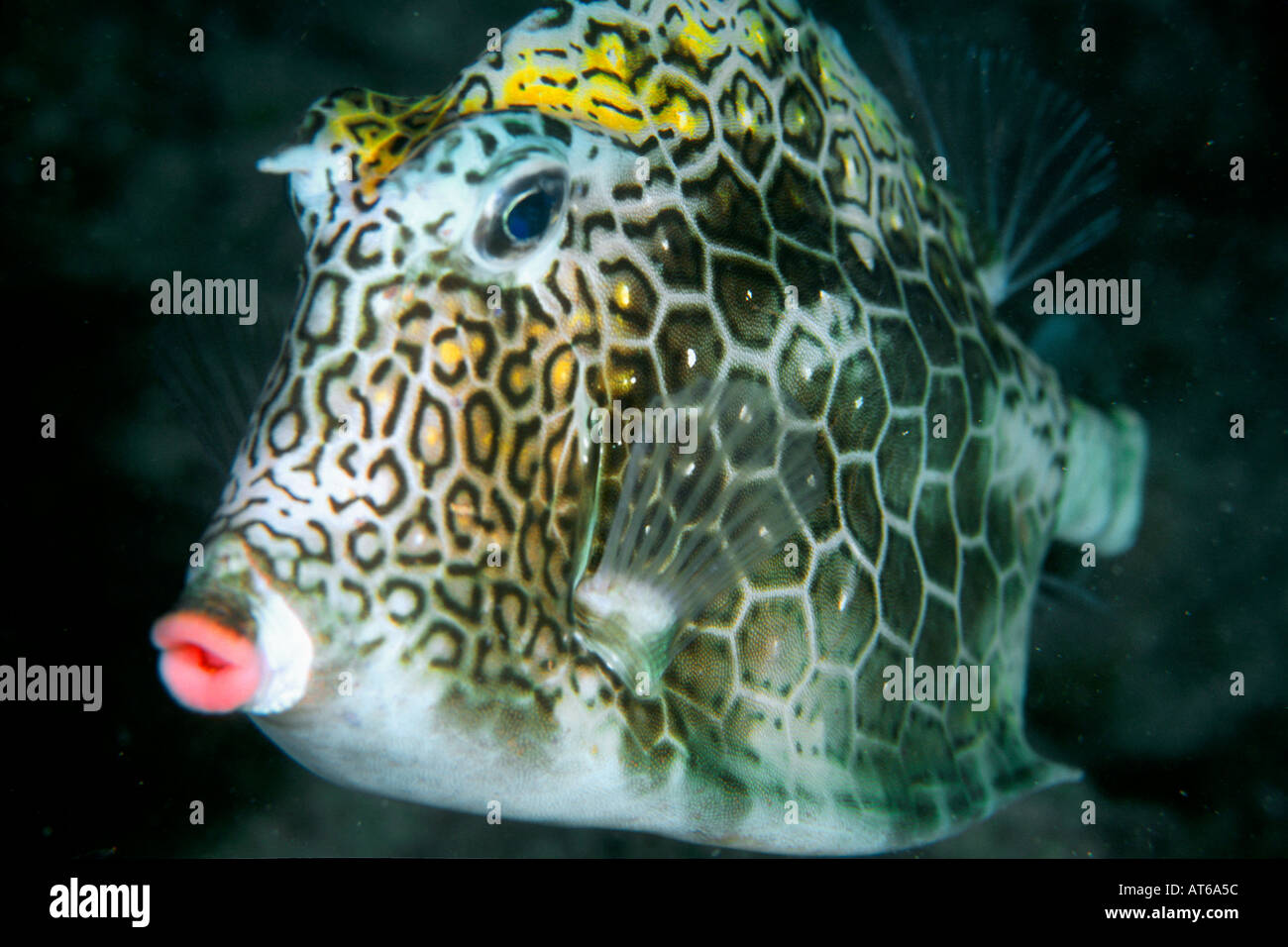 Honeycomb cowfish di notte Acanthostracion polygonius Abrolhos National Marine Sanctuary Brasile del Sud Atlantico Foto Stock