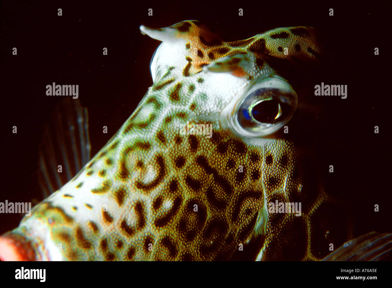 Honeycomb cowfish di notte Acanthostracion polygonius Abrolhos National Marine Sanctuary Bahia Brasile del Sud Atlantico Foto Stock