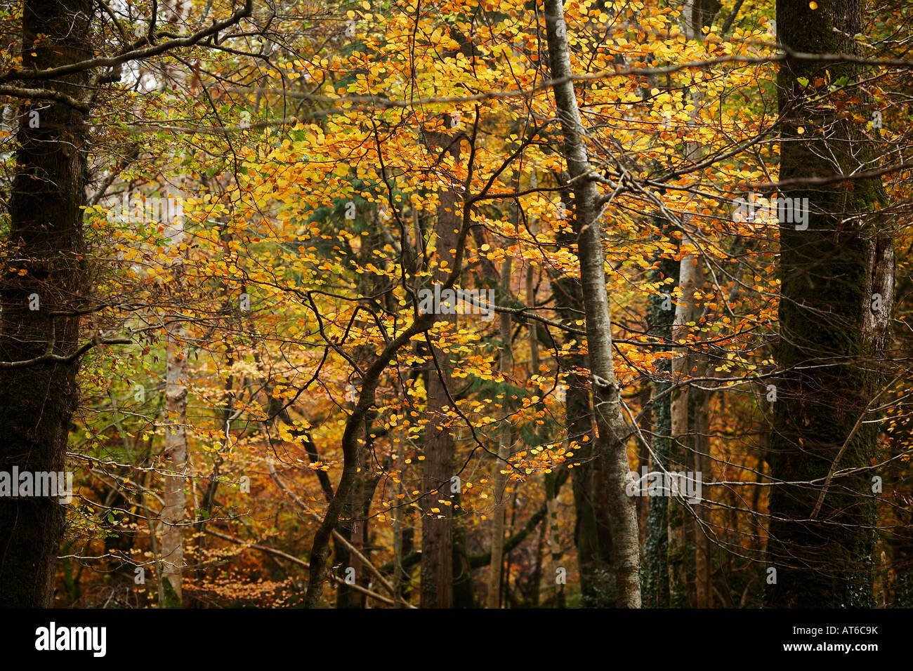 Caduta di alberi colorati nel Parco Nazionale di Killarney, nella contea di Kerry, Repubblica di Irlanda, Europa Foto Stock