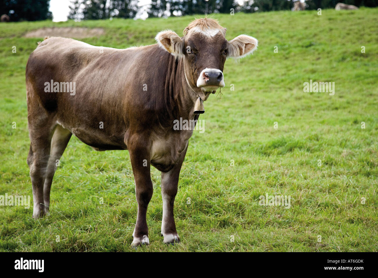 In Germania, in Baviera, vitello in un campo Foto Stock