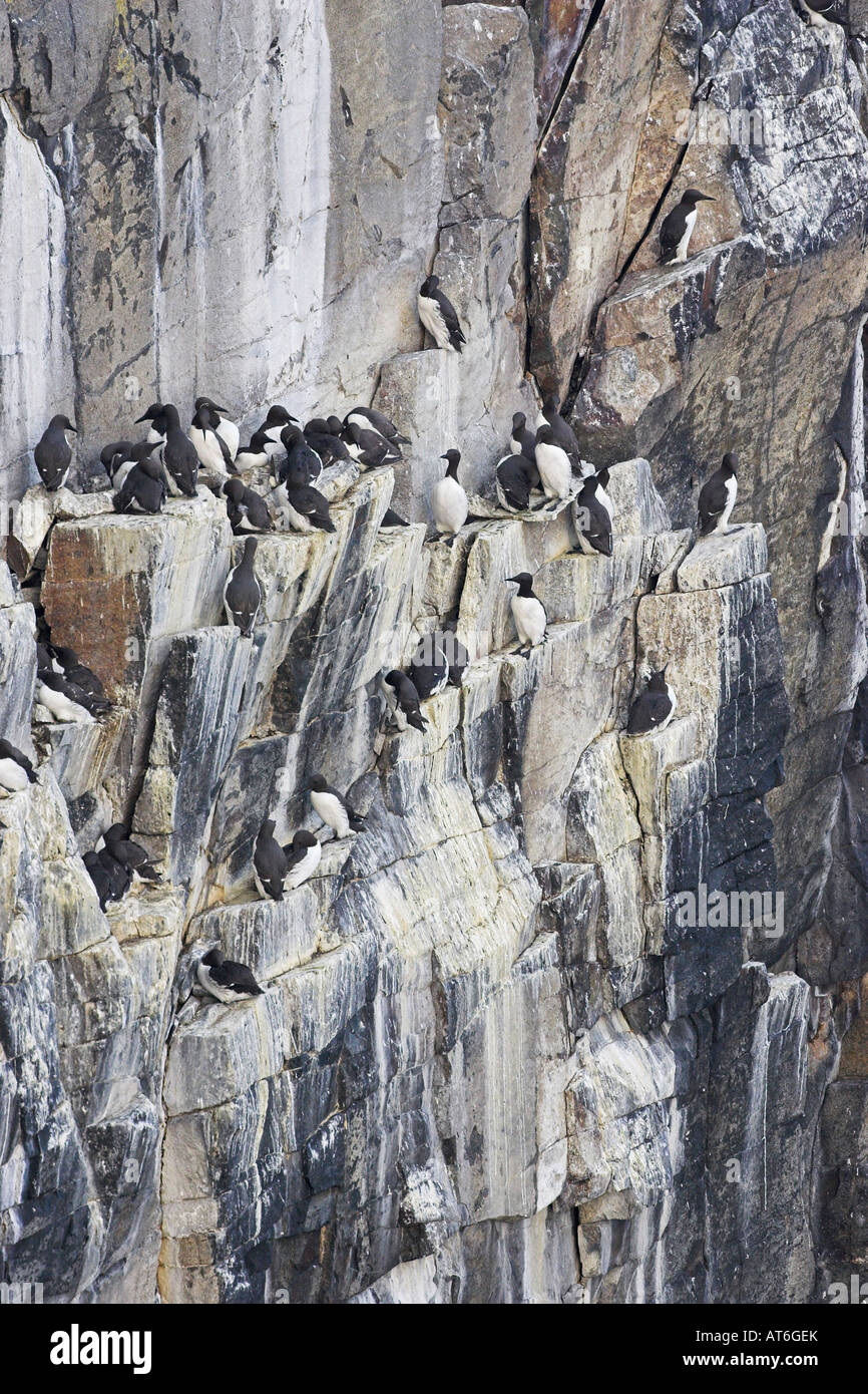 Comune di Guillemot Uria aalge al loro allevamento Isola della colonia di maggio del Firth of Forth Scozia Scotland Foto Stock