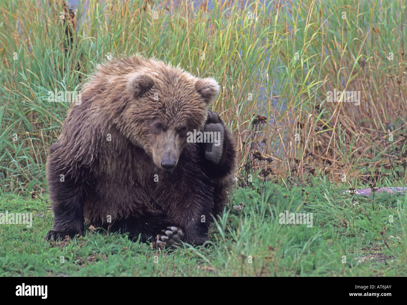 Foto di stock di brown Bear Cub graffiare il suo orecchio. Foto Stock