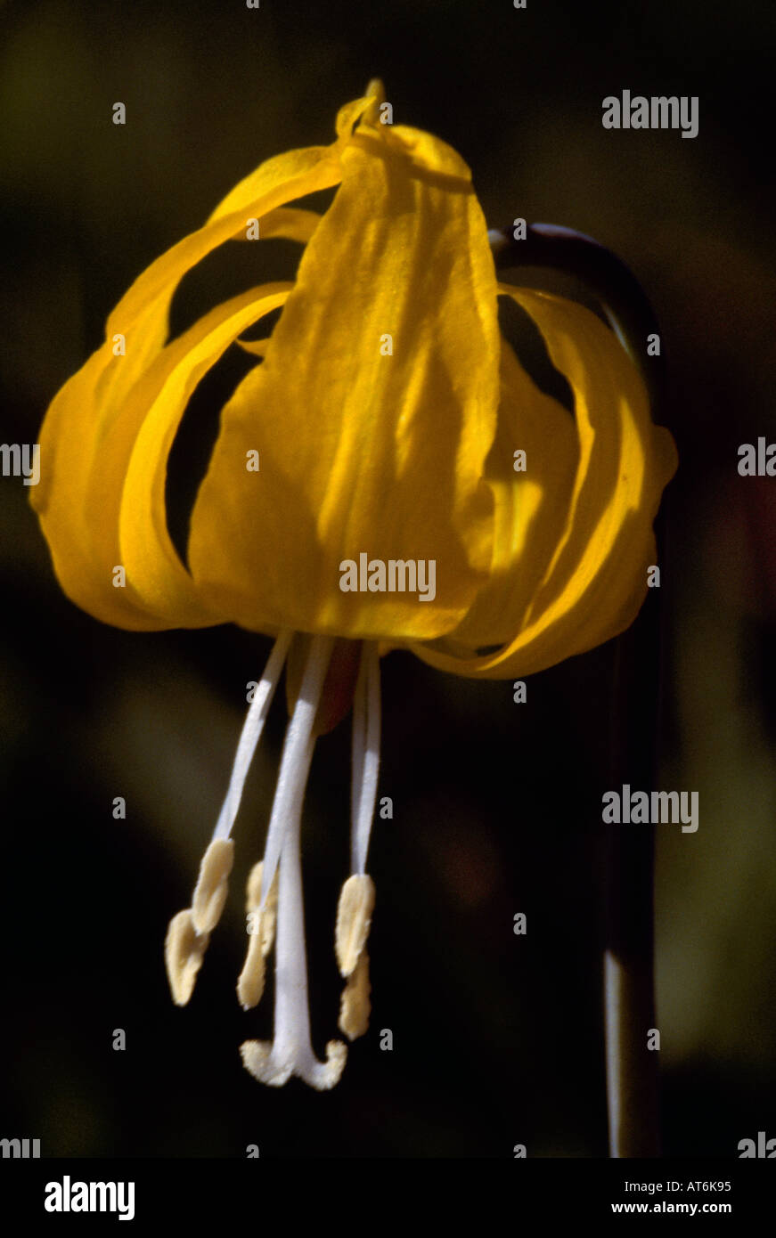 Giallo giglio di valanghe (Erythronium grandiflorum) in Bloom, selvaggio fiore / fiori selvaggi che fiorisce in primavera, British Columbia, Canada Foto Stock