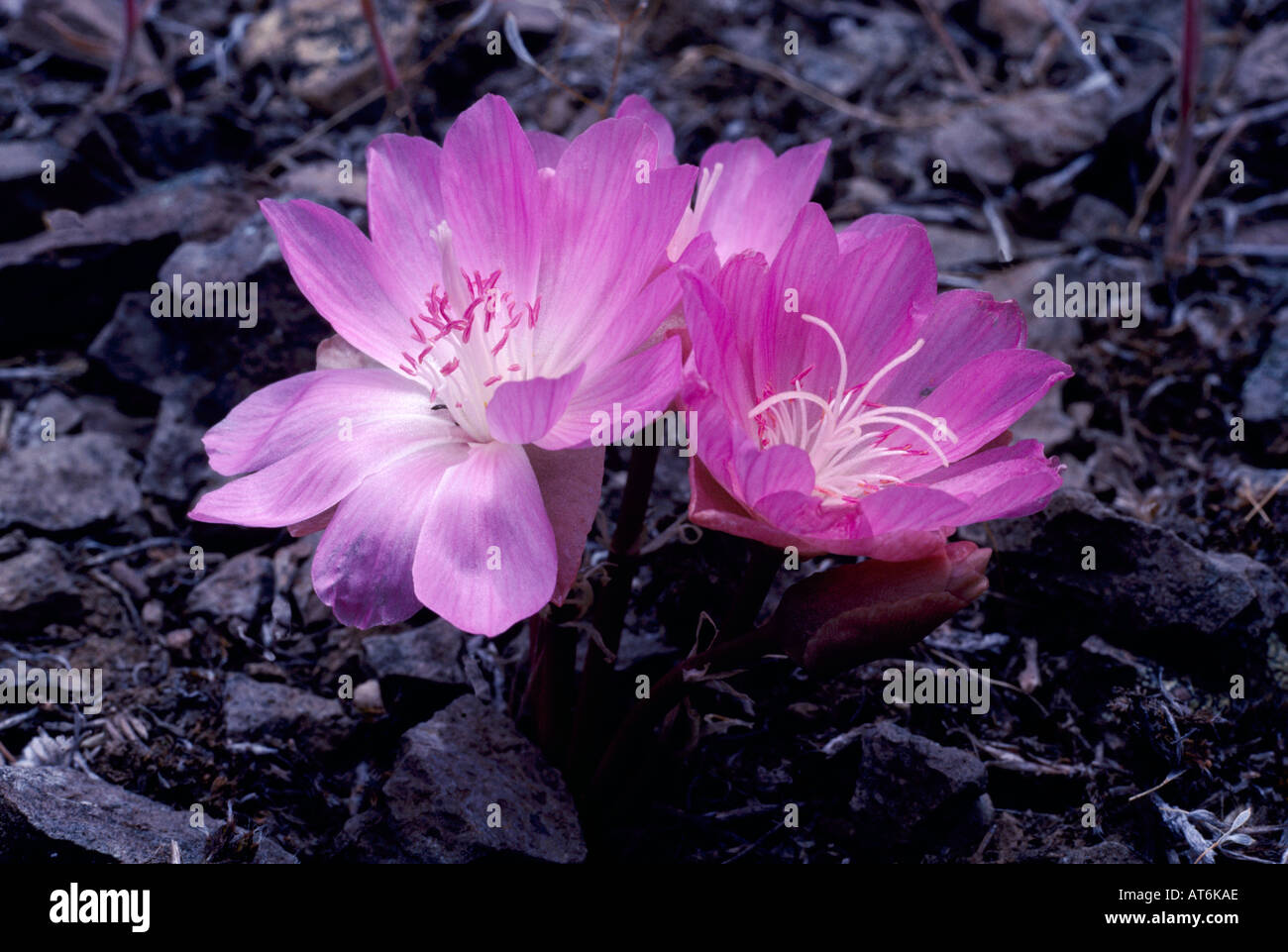 Bitterroot (Lewisia rediviva) - nord americano fiori selvatici / fiori selvatici che fiorisce in primavera, Okanagan, British Columbia, Canada Foto Stock