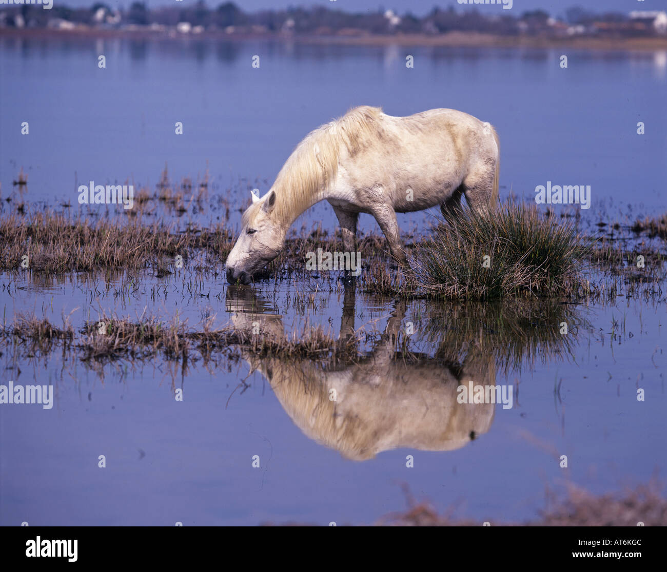 Cavalli Camargue - in piedi in acqua Foto Stock