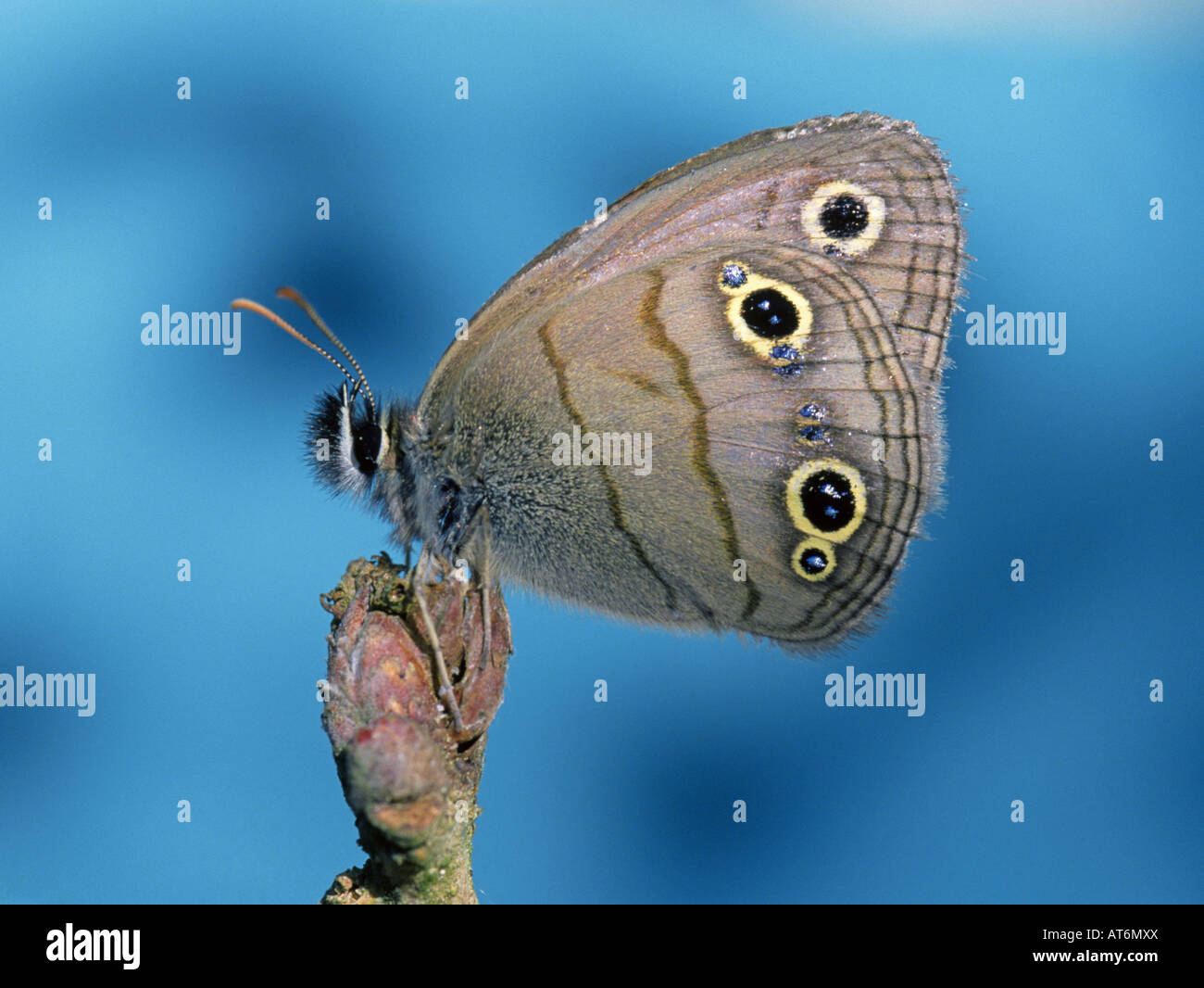 Un po' di legna satiro butterfly Megisto cymela Foto Stock