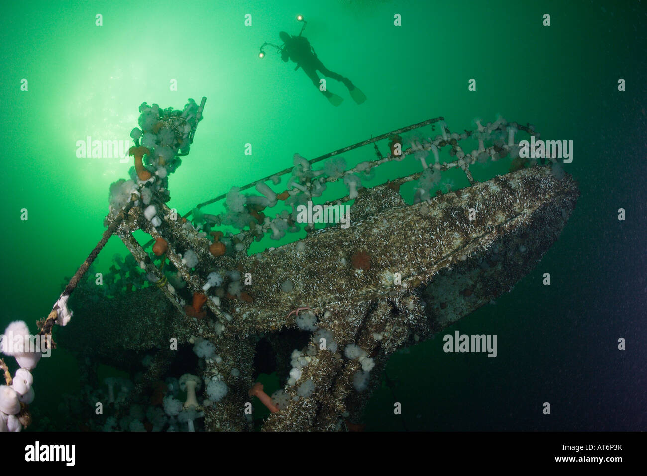 Nx0322. scuba diver (modello rilasciato) esplora HMCS Saskatchewan naufragio.British Columbia, Canada. Foto Copyright Brandon Cole Foto Stock