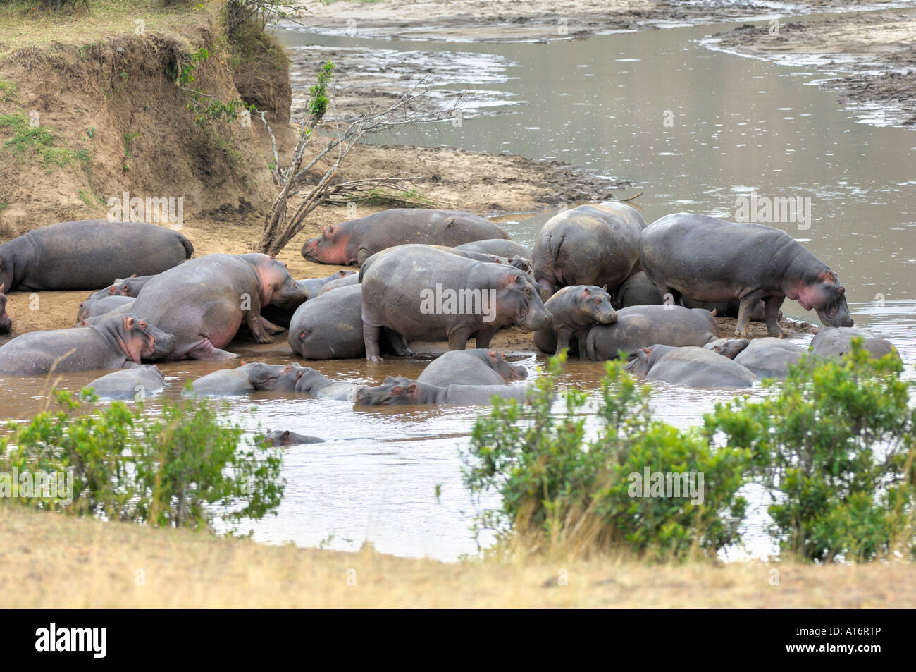 Ippopotamo,una mandria di ippopotami in Talek River, il Masai Mara, Kenya Foto Stock