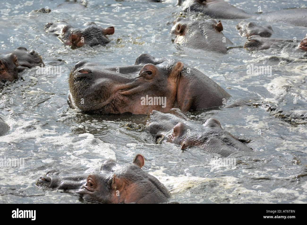 Ippopotamo vicino fino in acqua, Serengeti, Tanzania Foto Stock