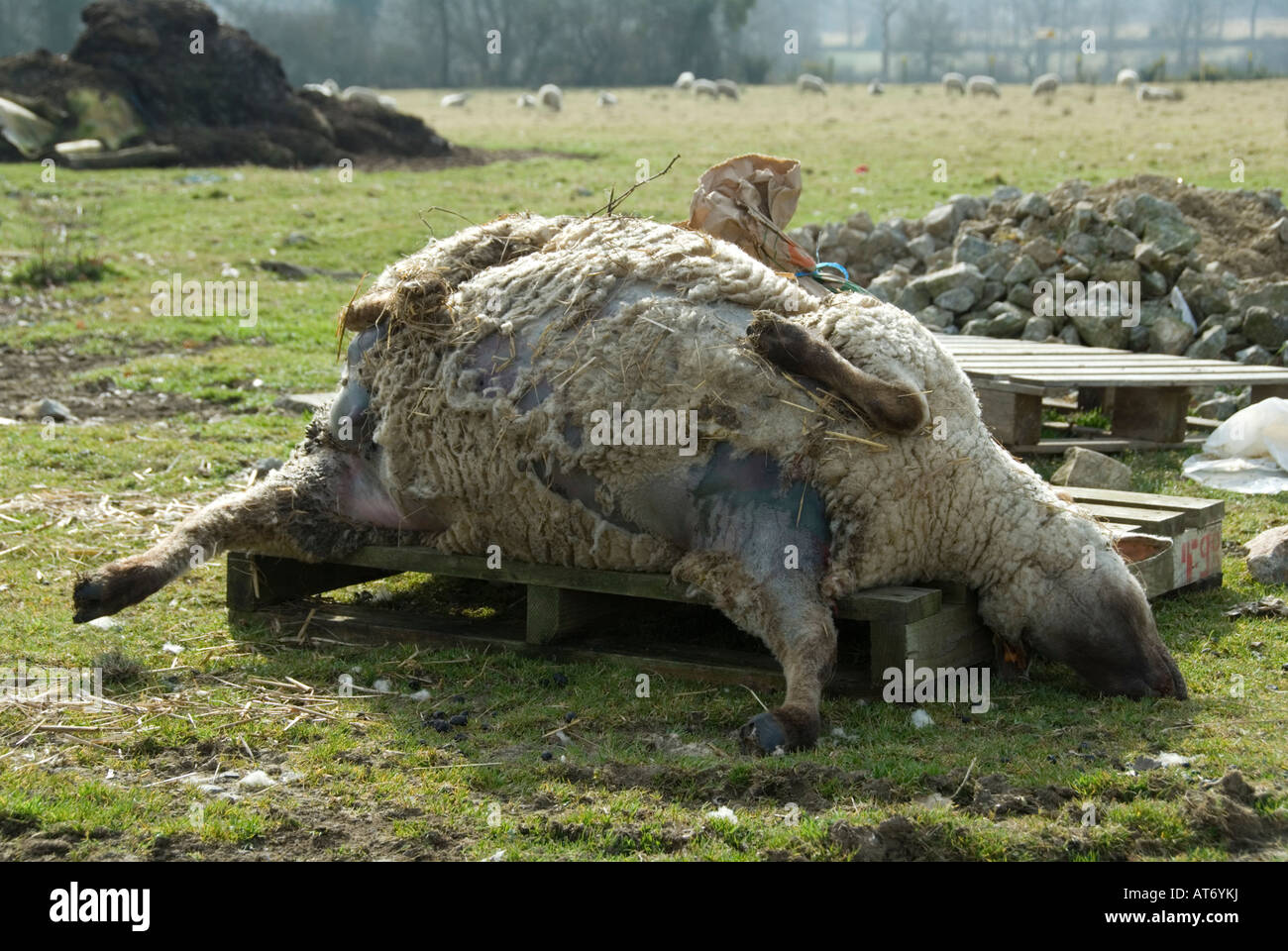 Pecora morta in attesa di essere raccolti per lo smaltimento le pecore morte dando vita al suo agnello Foto Stock