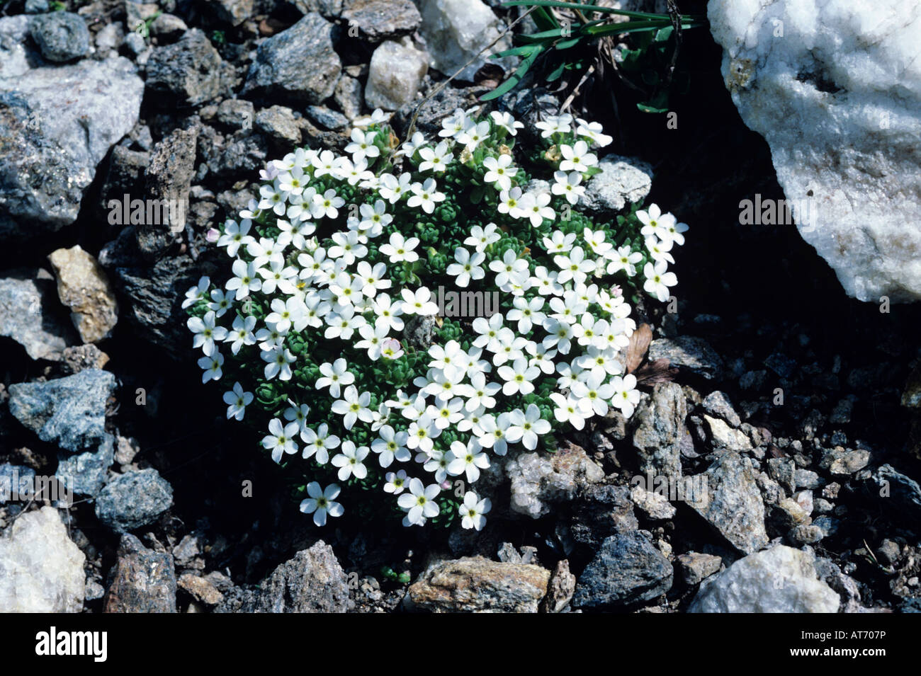 Rocce Alpine Gelsomino Androsace alpina blooming Alpi Svizzera luglio 1995 Foto Stock