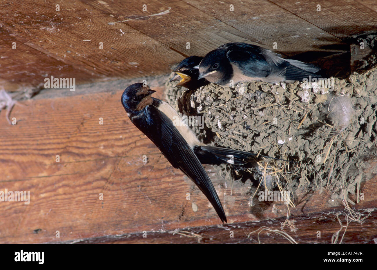 Barn Swallow Hirundo rustica adulto alimentazione dei giovani nel nido nel fienile Oberaegeri Svizzera luglio 1997 Foto Stock