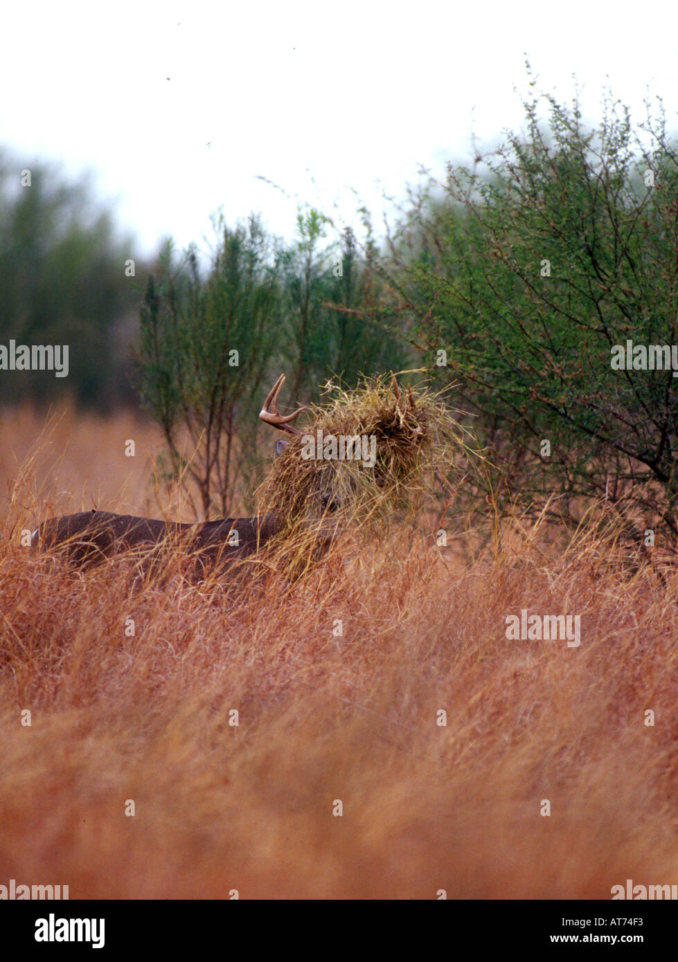 Culbianco buck deer con gran ciuffo di erba sui suoi palchi durante solchi stagione si spazzola di gancio di erba o un altro deer Seve Foto Stock