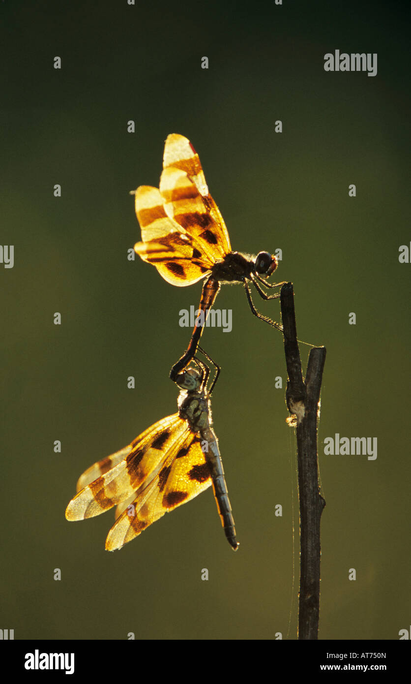 Halloween Pennant Celithemis eponina coppia coniugata saldatore Wildlife Refuge Sinton Texas USA Maggio 2005 Foto Stock
